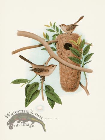 Thomas Gentry Bird 29